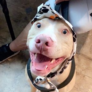 Meet your Posher, Selene